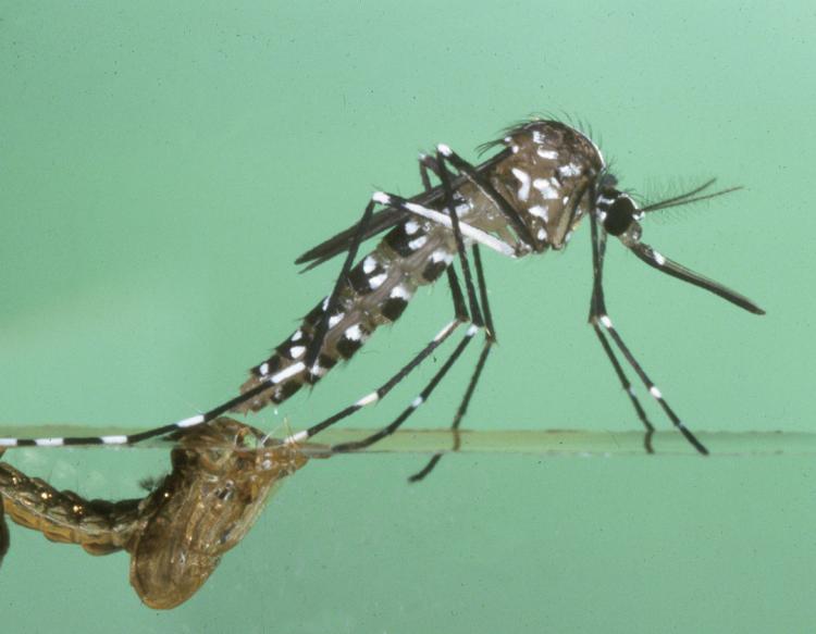 Mosquito transmisor de Chikungunya