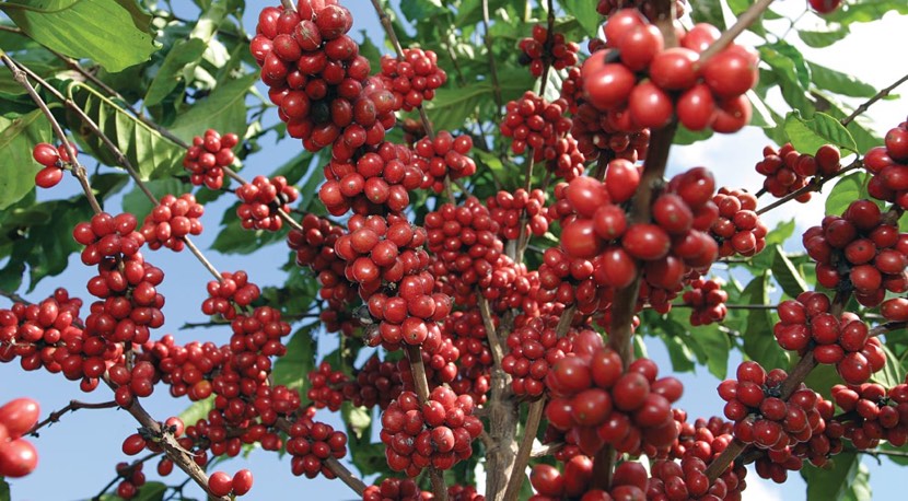 El café, uno de los productos agrícolas que el Venezuela cultivaba y  exportaba