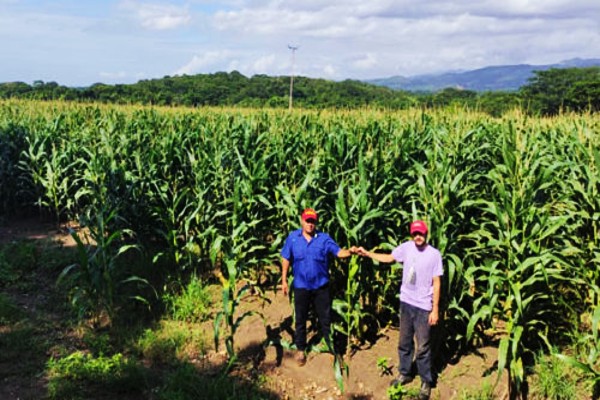 Con el apoyo de militantes del MST de Brasil, Comuna El Maizal produce semillas de maíz criollo para distribuir a nivel nacional.