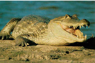 Caimán del Orinoco, que en realidad es un cocodrilo