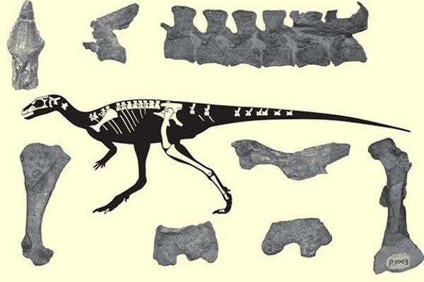 IVIC encuentra nuevo material fósil de dinosaurio