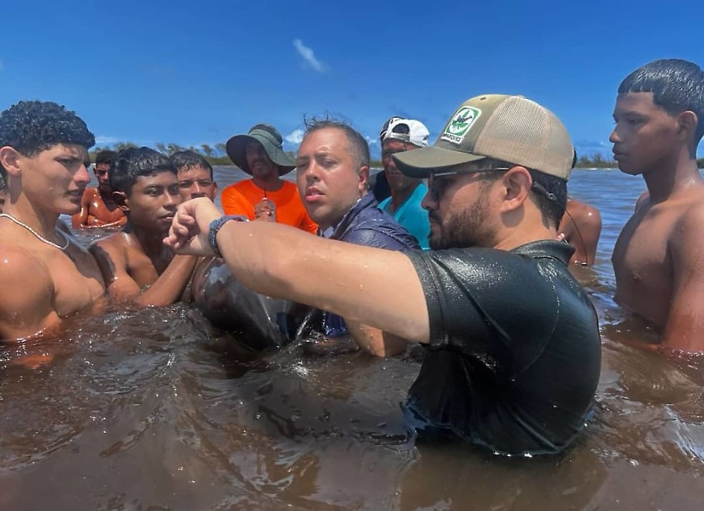Rescatados los delfines en municipio Acosta en Falcón